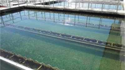 餘（yú）氯脫除